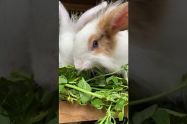 #videoshorts #bunnyshorts #cute #pets #rabbit #animals #bunny #cutebunny #relatable #cuteanimals