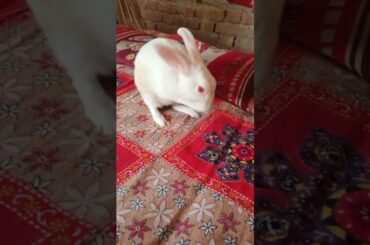 #happyrabbit #khusrabbit #rkpetrabbit #pet #khargosh #bunny #petrabbit #bunny #cute #rabbit