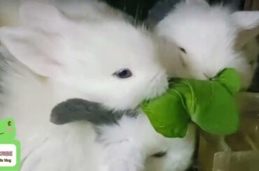 Daily rabbit video Rabbit baly Life cute baby rabbits @RabbitLifevlog