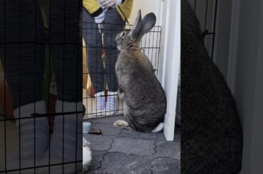 Flemish Giant Rabbit Hears His Mama Coming