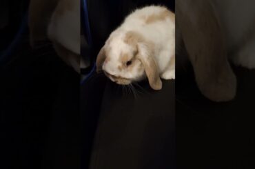 Sweet young bunny putting up with me annoying him. #cute #rabbit #hollandlop #funny