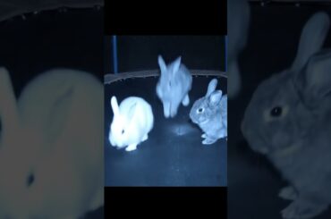 Security Camera Catches 3 Rabbits Jumping on Trampoline at Night!