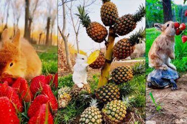 Beautiful and cute rabbit eating fruit