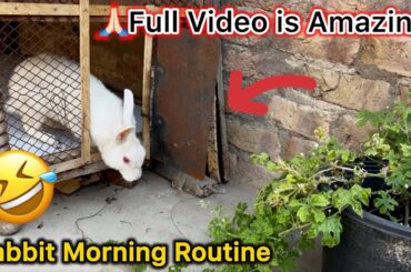 Baby Rabbit Morning Wild Animals Funny Videos