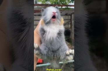 Why My Rabbit Baby is Crying #rabbit #crying #bunny #pets #petcare #petvideos #animals #shorts