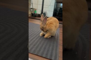 Cute bunny is having a grooming and cleaning session. #asmr #cutebunny #funnybunny