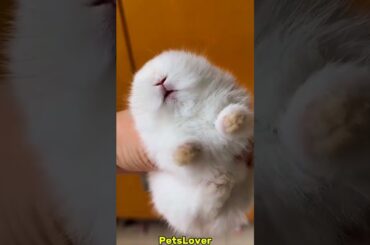 Why My Baby Is Crying #rabbit #crying #bunny #pets #petcare #petvideos #animals #shorts