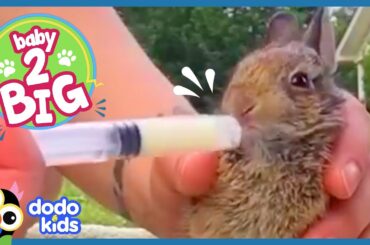 Wild Rabbit Is So Tiny, He Sleeps In Our Scarf! | Baby 2 Big | Dodo Kids