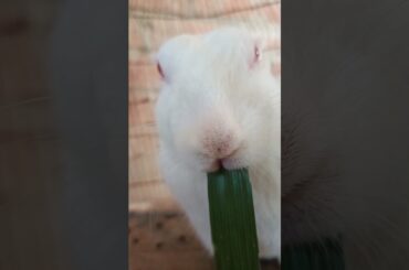 #rabbiteatingleaf #khargosh #viralvideo #petrabbit #rabbit #short #viralvideo #bunny #pet #cutebunny