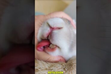 Adorable Rabbit #rabbit #adoreble #bunny #pets #petcare #petvideos #animals #shorts