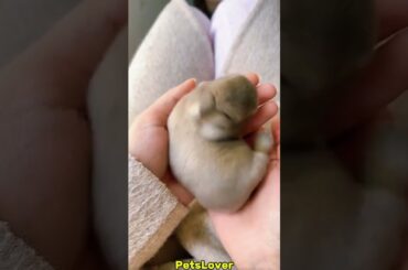 Cute Rabbit #rabbit #bunny #pets #petcare #petvideos #animals #shots #shorts