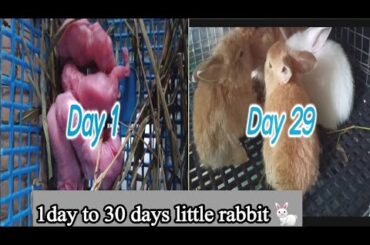 bunny rabbits| 1 day to 30 days | ang cute bilis lumaki | bunny