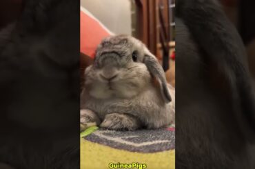 Adorable Rabbits #rabbit #bunny #pets #petcare #petvideos #animals #shorts