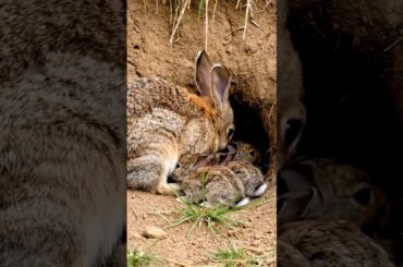Wild Baby Rabbit are drinking milk #cute #bunny #rabbit