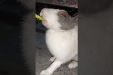 cute bunny Eating #viral #rabbit #shorts