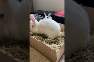 #coelhos #pets #petsfofinhos #coelhosfofos #coelho #cutebunny #rabbit #bunny #cute