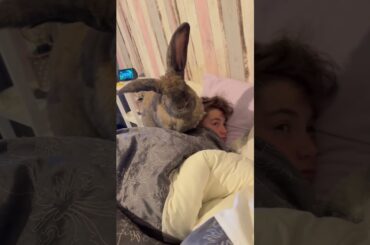 Sleepy Rabbit Takes Nap On Owner's Head
