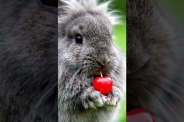 Fluffy Grey Rabbit Holding Cherry With Paws