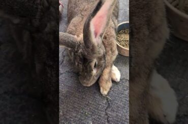 Does Anyone Else's Flemish Giant Rabbit Do This?