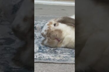 Yoshi flop Friday! #bunny #rabbit #adorable #cute #pets #love #bunnies #rabbits