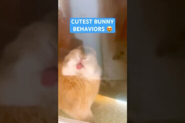 Irresistibly CUTE bunny rabbit behaviors