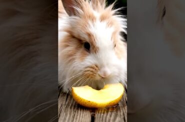 Cute Rabbit Licking Pear Juice On Wooden Table