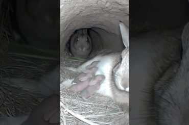 Rabbit Family’s Morning in the Burrow