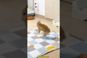 Did Anyone Notice Anything? #rabbit #bunny #pets #petcare #petvideos #cuteanimal #cuterabbit #shots