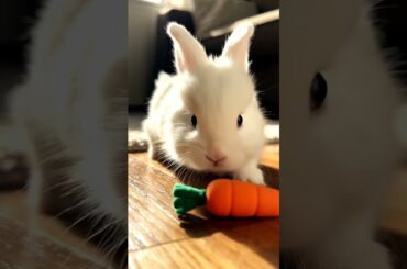 Adorably Cute Pet Baby Bunny Wobbly Playtime #pets