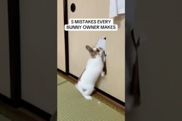 How to take care of bunny rabbits (avoid these mistakes)