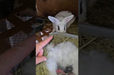 She had Babies! #rabbit #rabbitfarming #bunny #bunnies #baby #babyanimals #cute #homestead #rabbits