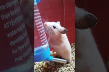 Hamster #hamster #animal #rabbit #pet #cute #bunny #reels #viral #shorts #trending