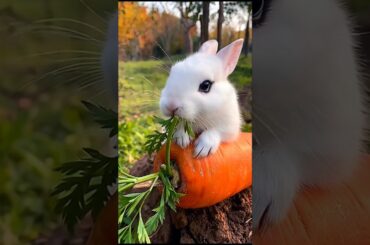 cute rabbit eating a carrot adorable video - cute bunny nibbling carrot leafs #rabbit #bunny #shorts