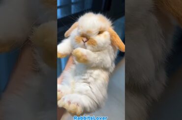 Cute Adorable Rabbit #adorable #rabbit #bunny #pets #petcare #petvideos #animals #shorts