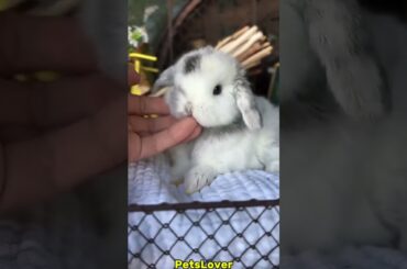 Adorable Cute rabbit #rabbit #bunny #pets #petcare #petvideos #cutepet #animals #shots