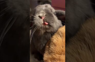 Bunny edit  #adorablepets #edit #cutepets