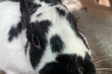 Does anyone else’s rabbit jump on their head?