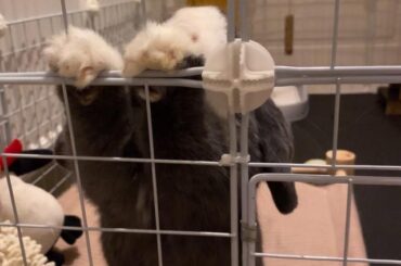 Vitello fren what is this pose?🐼