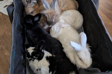 All aboard the bunny express