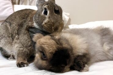 My bunny ruined my carpet! Advice please!?