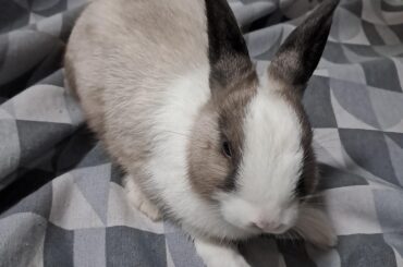 what breed is she?