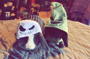 Happy Halloween from Broccoli and Olive!