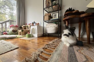 Sir Stanley Fluffington grows more proper by the day ….