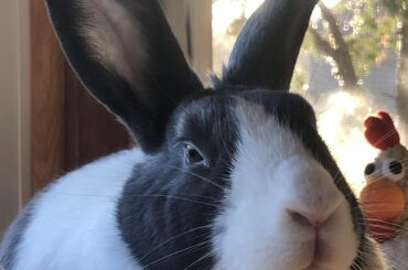 sleepy dutch💤🐰