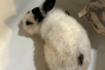 Picked up a pet rabbit off the side of the road, looking for tips