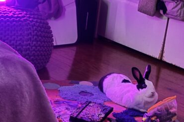 Floor time with chunky bun 🐇