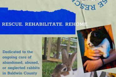 I've officially hopped into action!! Please help support my new rescue efforts by sharing, following on Facebook, and visiting my website ❤️