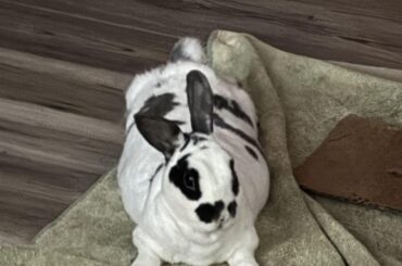 Share your most unflattering bunny photos