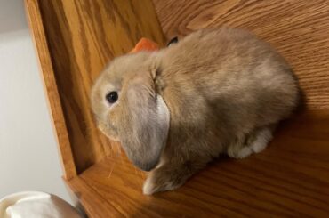 Potty training tips