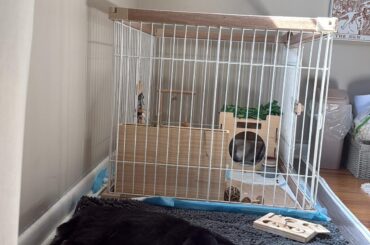 can yall send full grown mini lops below??